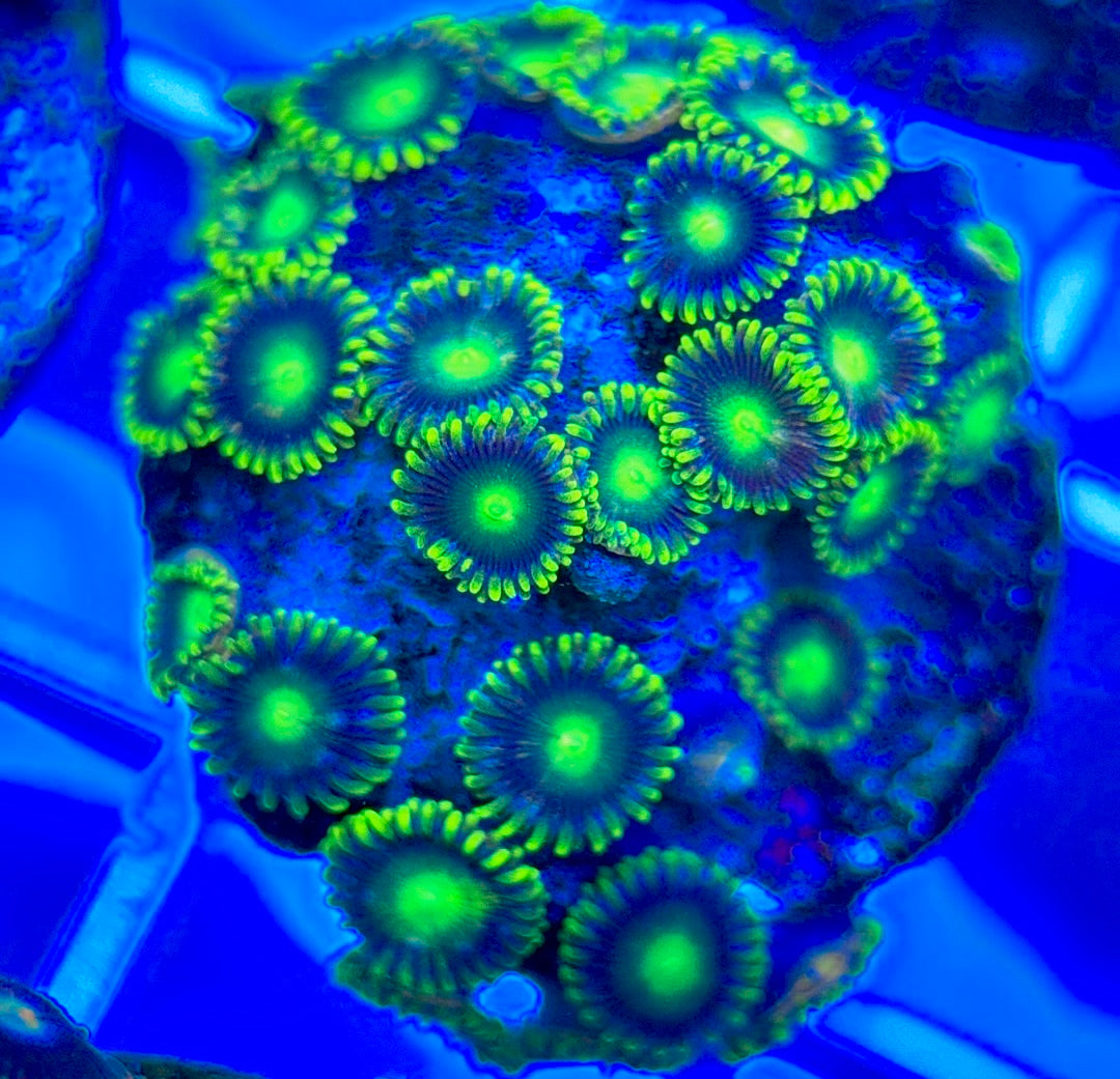 Aquacultured Zoanthids/Playthoa AZP050306 WYSIWYG