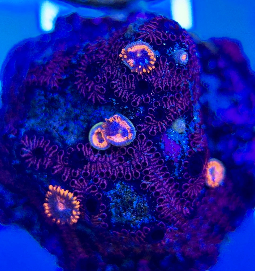 Aquacultured Zoanthids/Playthoa AZP050308 WYSIWYG