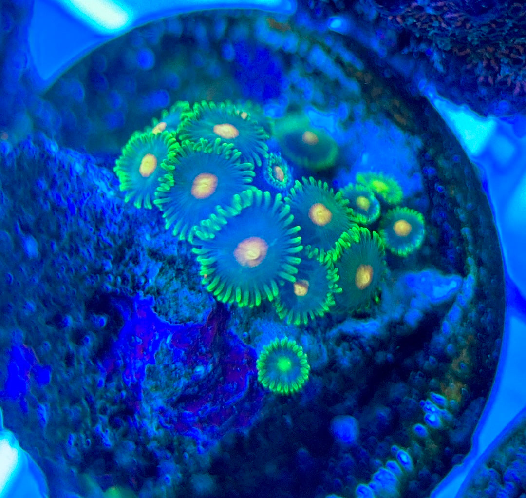 Aquacultured Zoanthids/Playthoa AZP050309 WYSIWYG