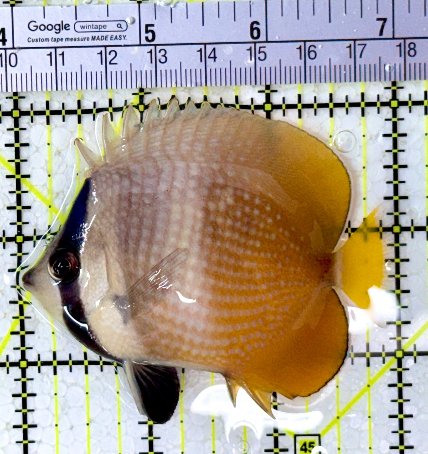 Klein's Butterflyfish KB123101 WYSIWYG Size: M 3”