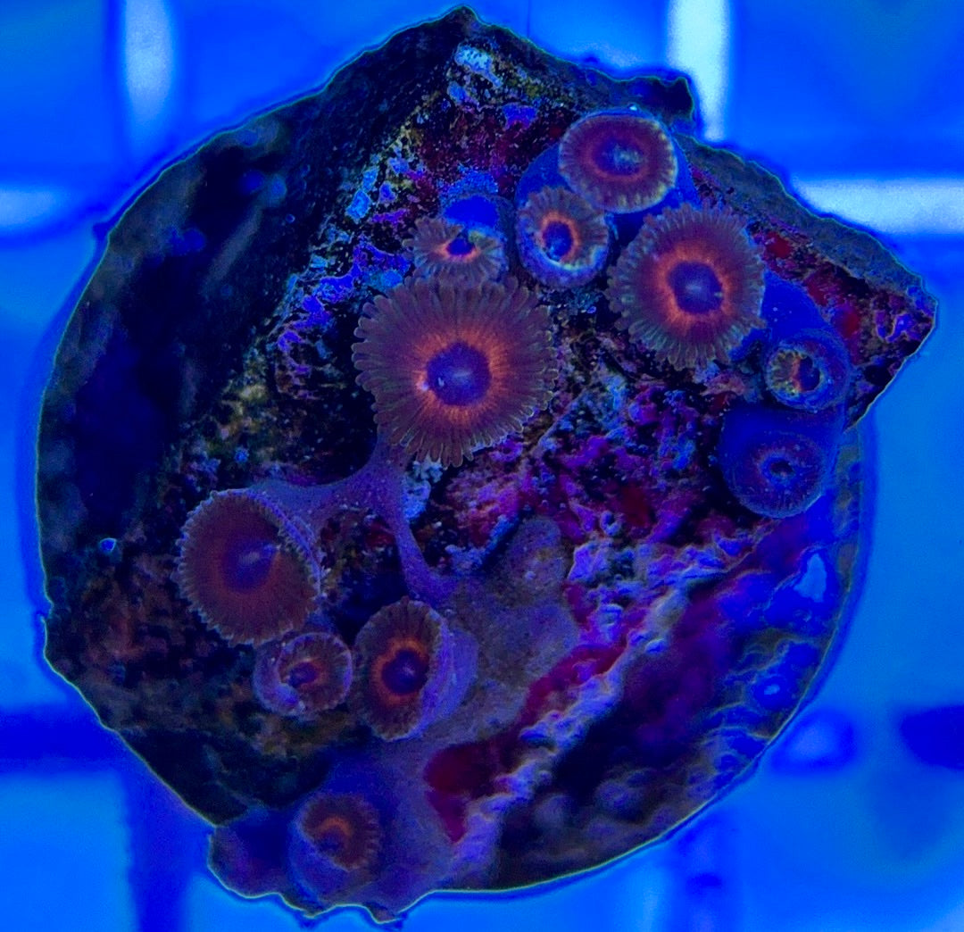 Aquacultured Zoanthids/Playthoa AZP050310 WYSIWYG