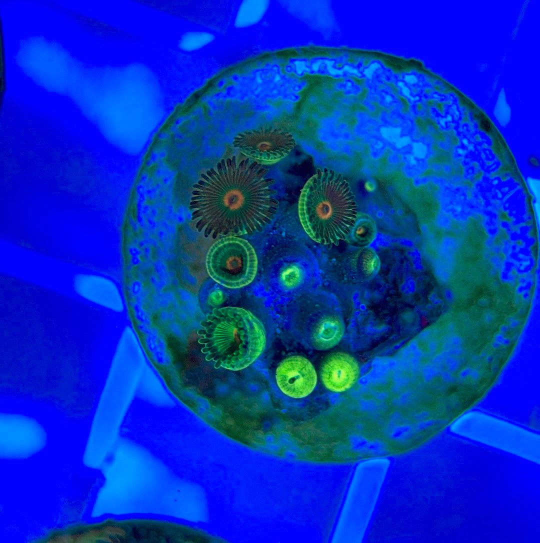 Aquacultured Zoanthids/Playthoa AZP050311 WYSIWYG