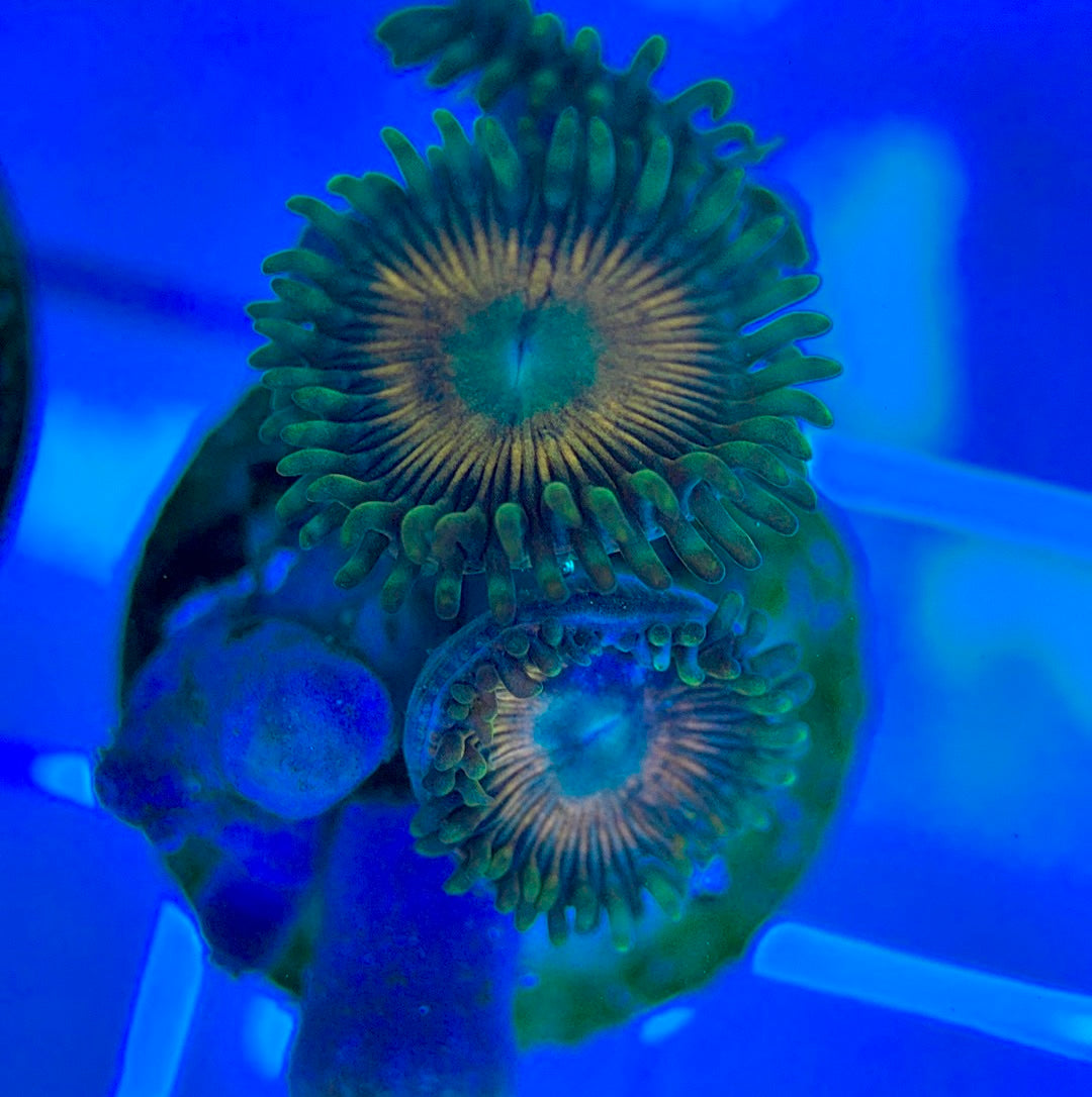 Aquacultured Zoanthids/Playthoa AZP050312 WYSIWYG