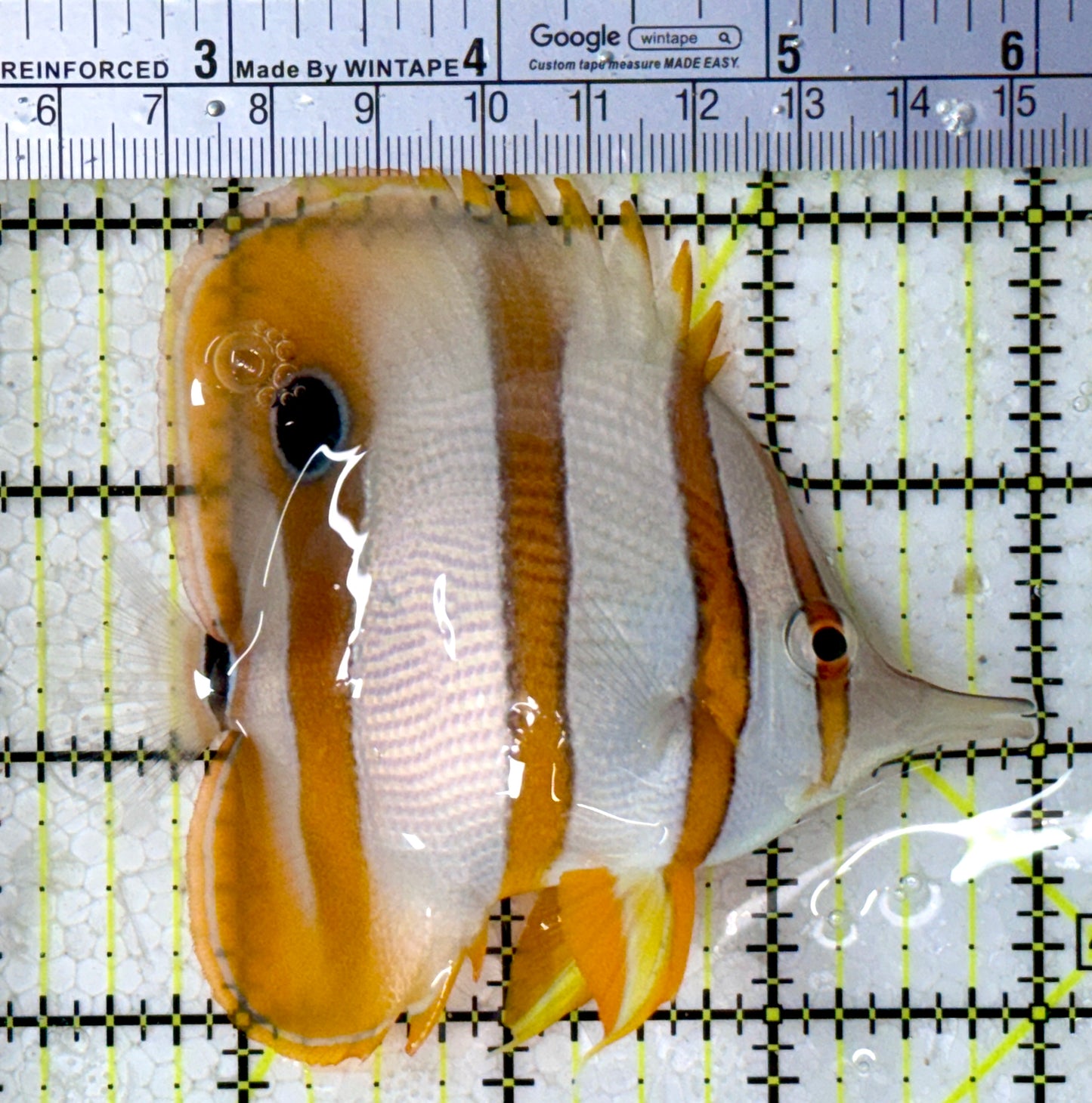 Copperband Butterflyfish CB123101 WYSIWYG Size: L 3.75"