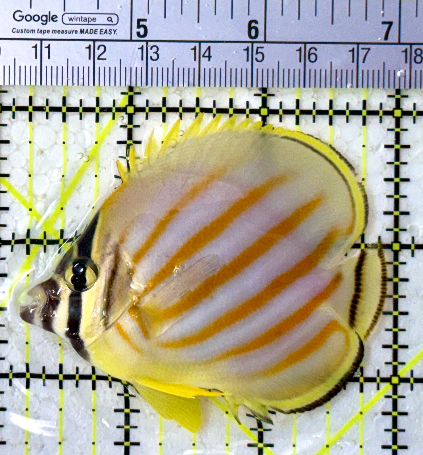 Ornate Butterflyfish OB123101 WYSIYWG Size: M 2.75"