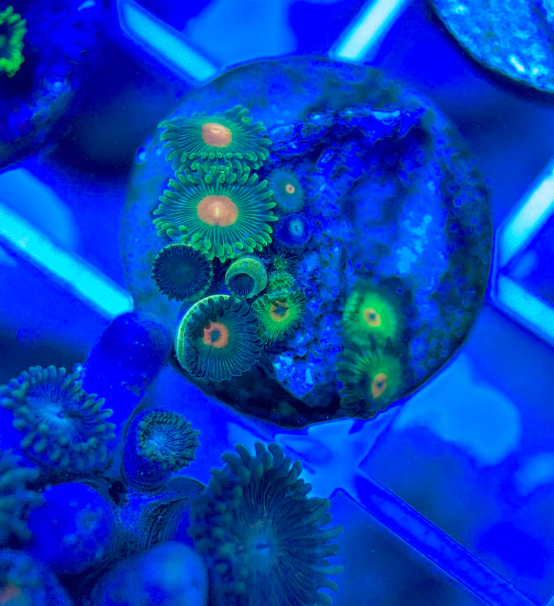 Aquacultured Zoanthids/Playthoa AZP050302 WYSIWYG