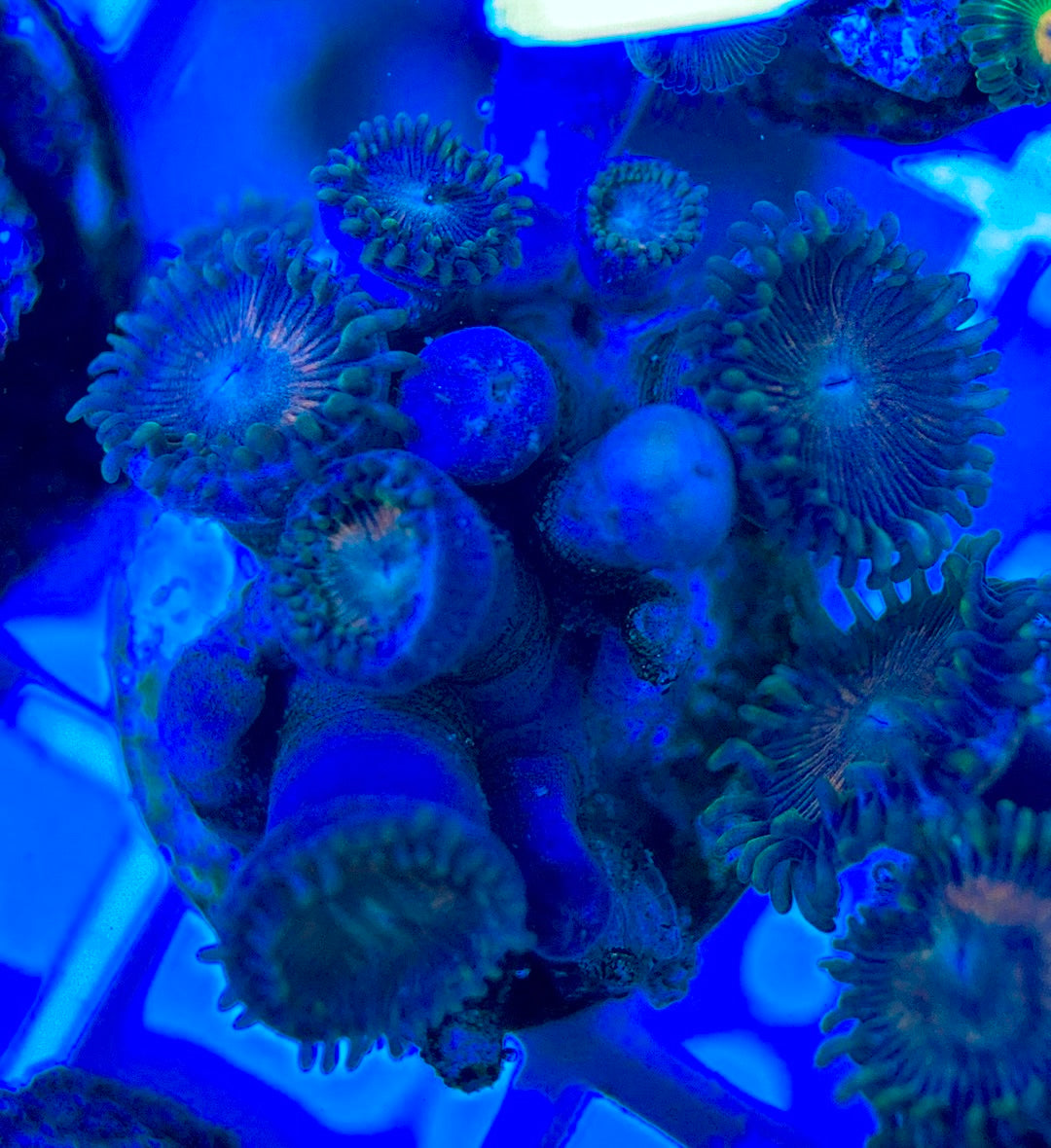 Aquacultured Zoanthids/Playthoa AZP050303 WYSIWYG