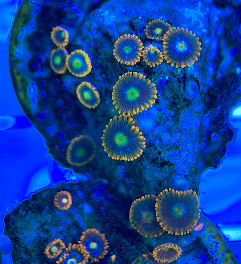 Aquacultured Zoanthids/Playthoa AZP050307 WYSIWYG