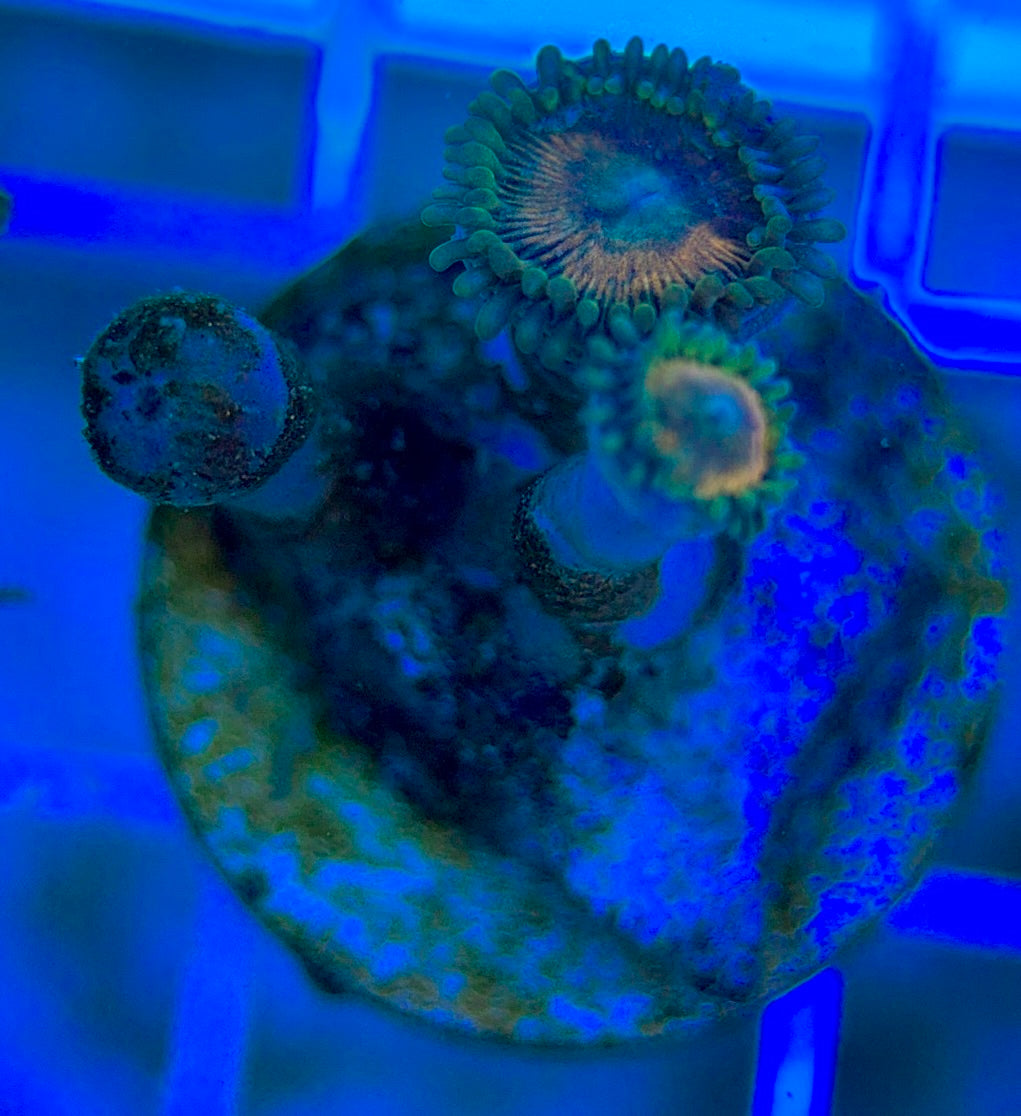 Aquacultured Zoanthids/Playthoa AZP050301 WYSIWYG