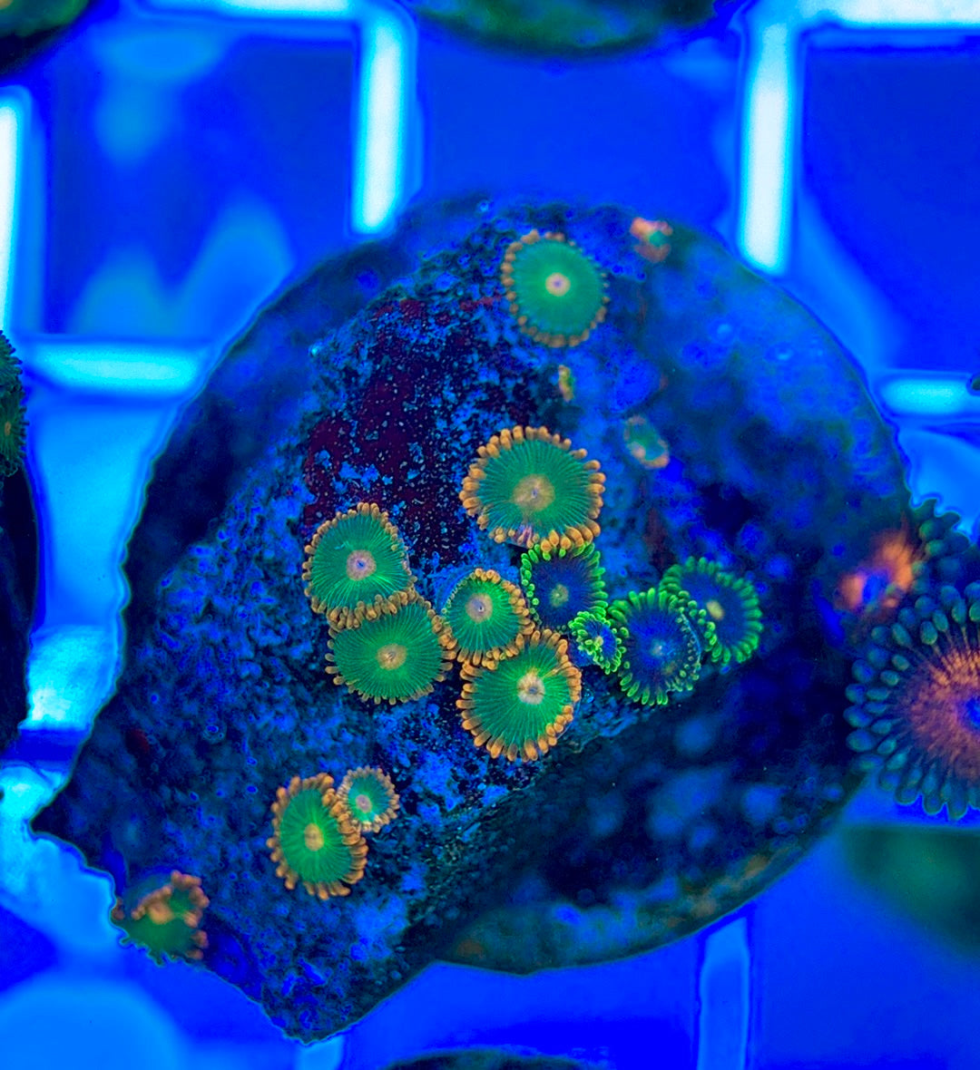 Aquacultured Zoanthids/Playthoa AZP050304 WYSIWYG