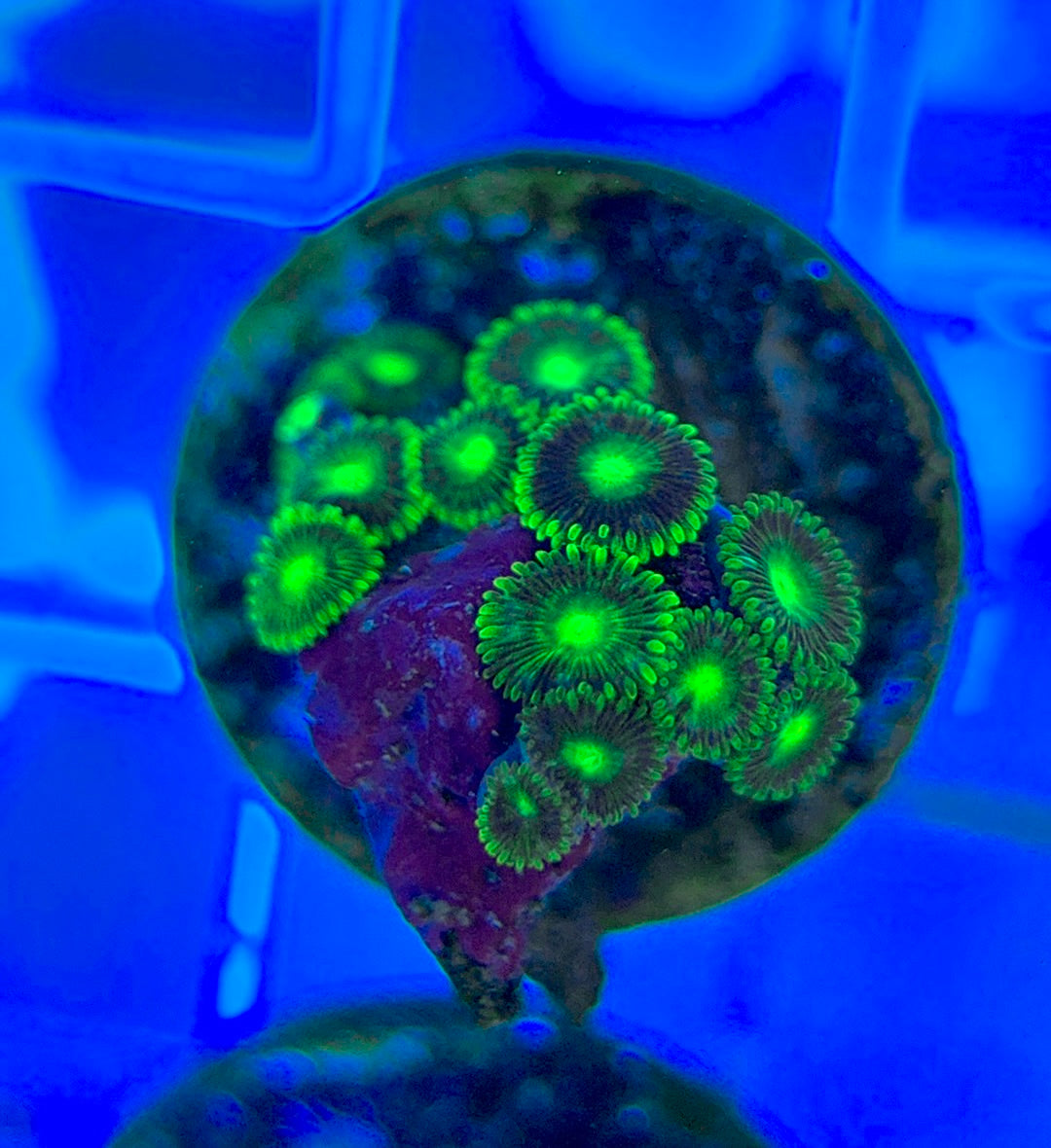 Aquacultured Zoanthids/Playthoa AZP050306 WYSIWYG