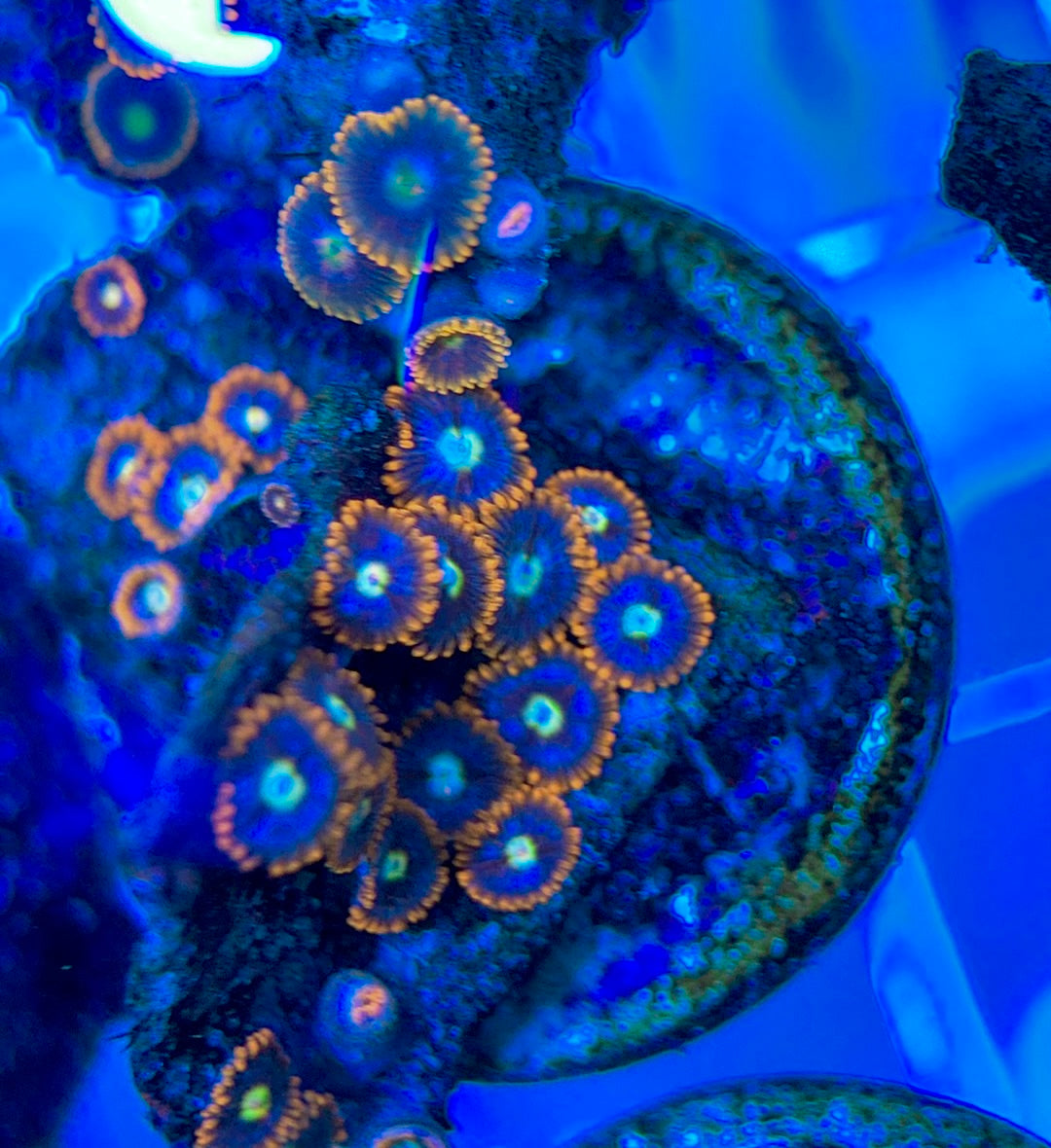 Aquacultured Zoanthids/Playthoa AZP050308 WYSIWYG