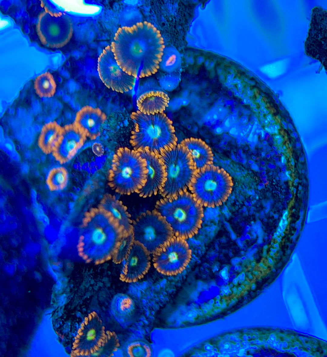 Aquacultured Zoanthids/Playthoa AZP050308 WYSIWYG