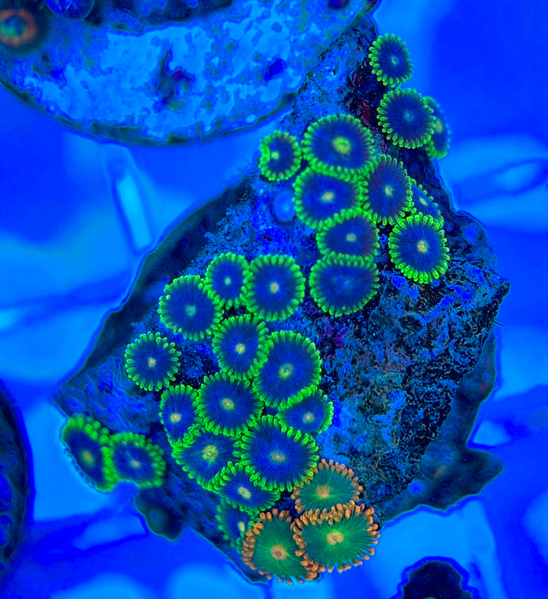 Aquacultured Zoanthids/Playthoa AZP050309 WYSIWYG