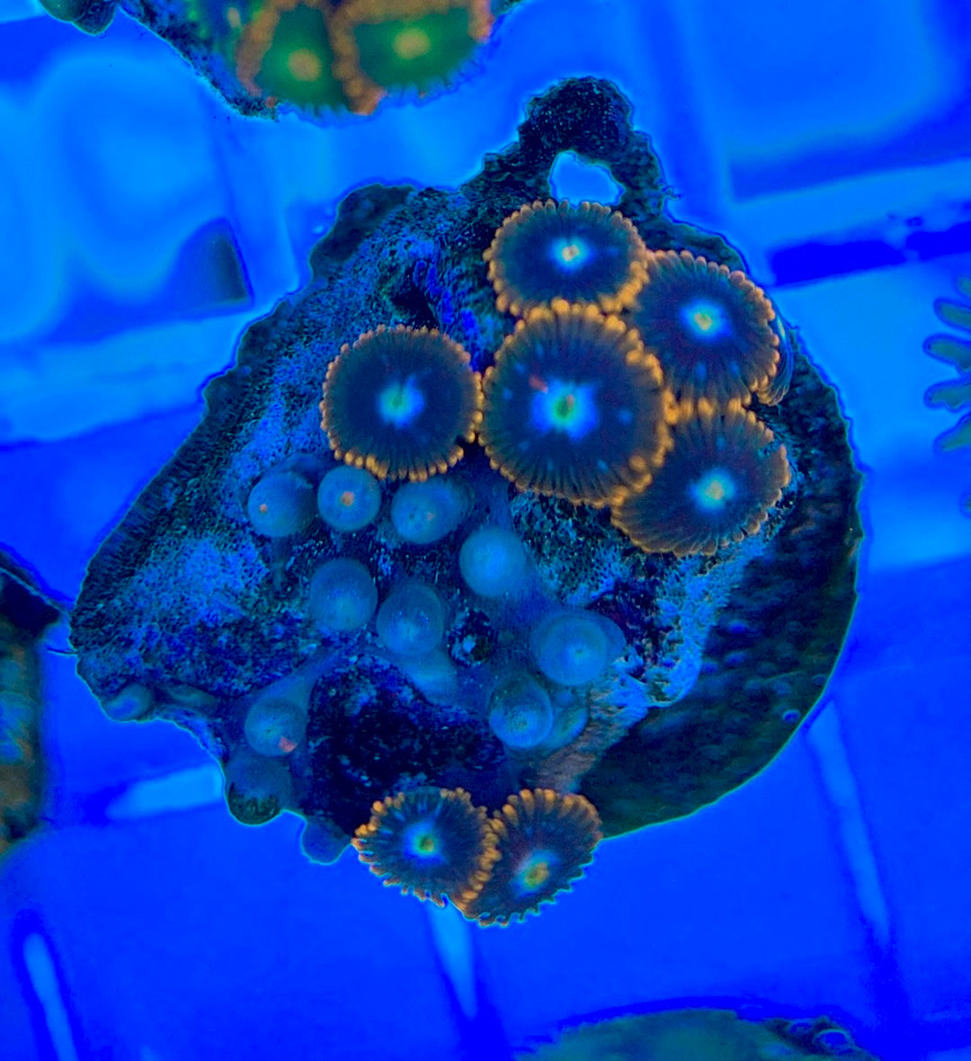 Aquacultured Zoanthids/Playthoa AZP050310 WYSIWYG