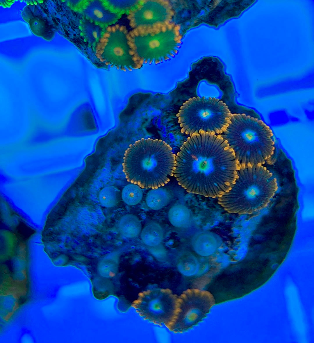 Aquacultured Zoanthids/Playthoa AZP050310 WYSIWYG