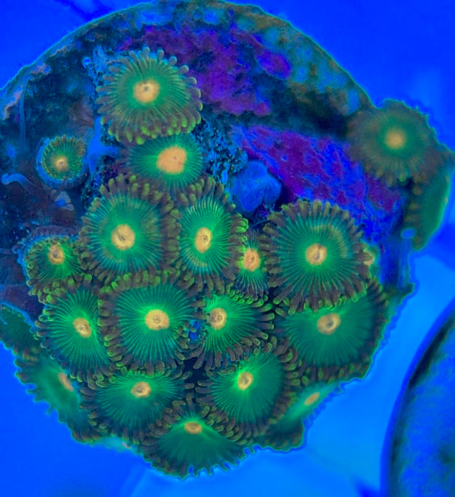 Aquacultured Zoanthids/Playthoa AZP050311 WYSIWYG