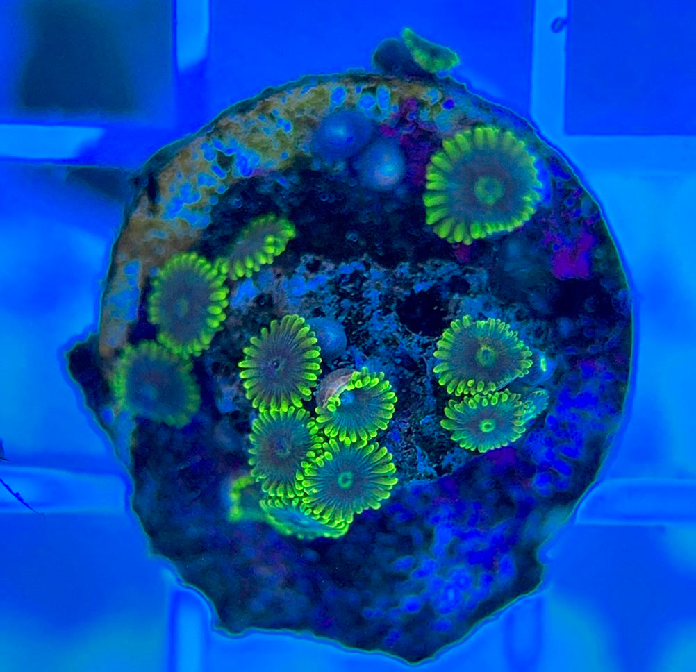 Aquacultured Zoanthids/Playthoa AZP050311 WYSIWYG