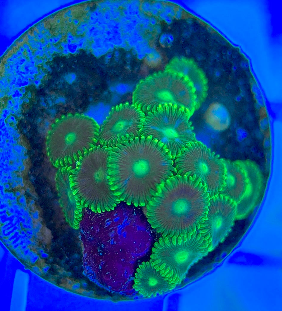 Aquacultured Zoanthids/Playthoa AZP050312 WYSIWYG