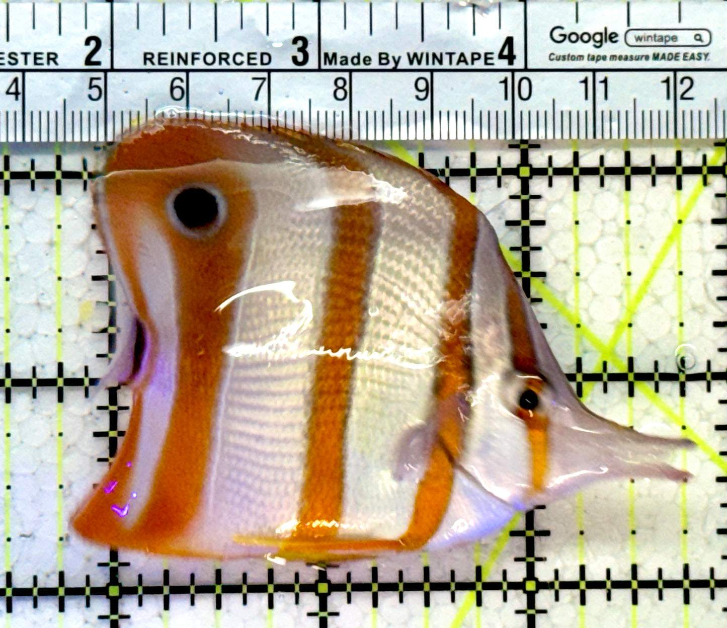 Copperband Butterflyfish CB121402 WYSIWYG Size: L 3.25"