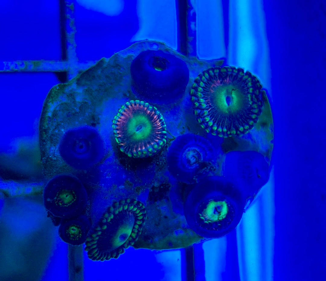 Aquacultured Zoanthids/Playthoa AZP050501 WYSIWYG