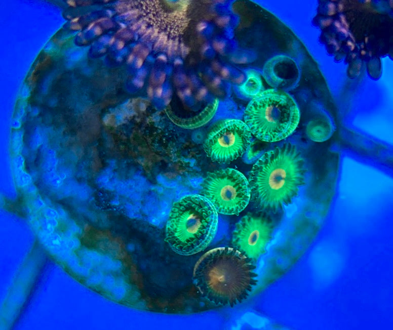 Aquacultured Zoanthids/Playthoa AZP050504 WYSIWYG