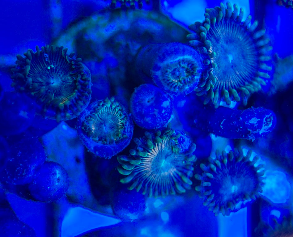 Aquacultured Zoanthids/Playthoa AZP050506 WYSIWYG