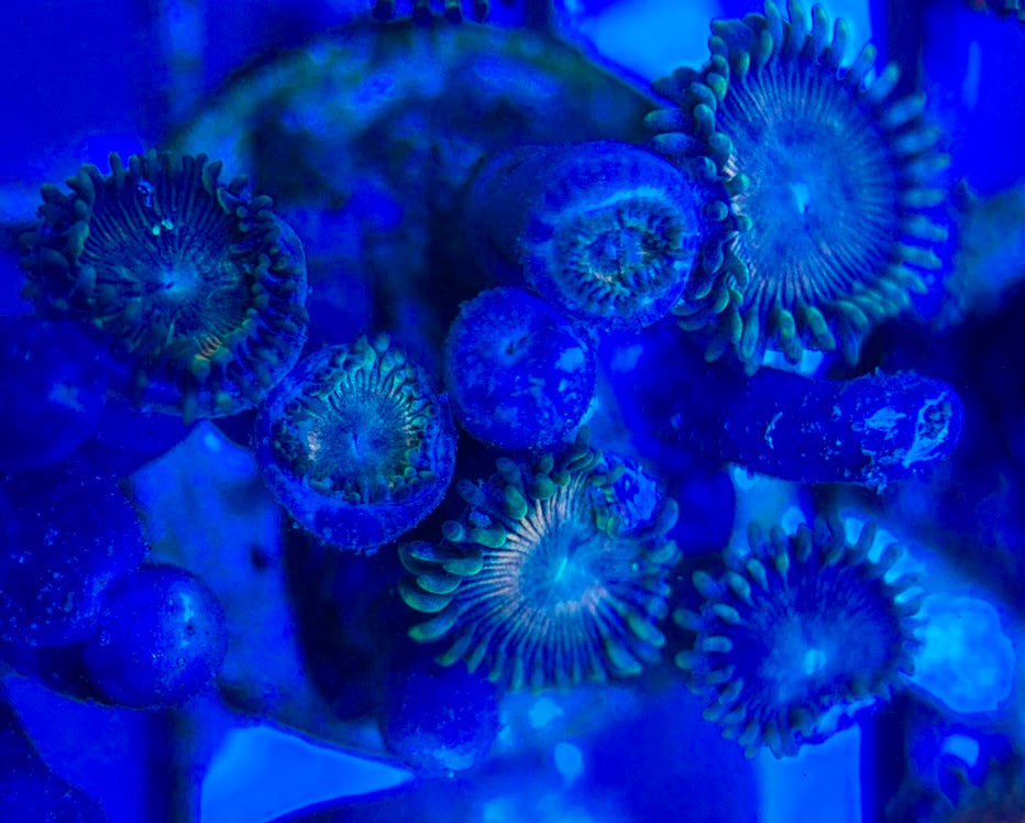 Aquacultured Zoanthids/Playthoa AZP050506 WYSIWYG