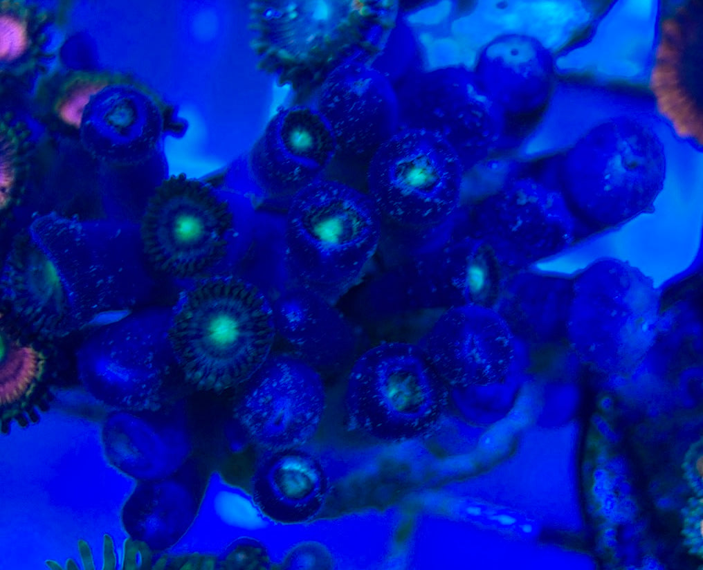Aquacultured Zoanthids/Playthoa AZP050507 WYSIWYG