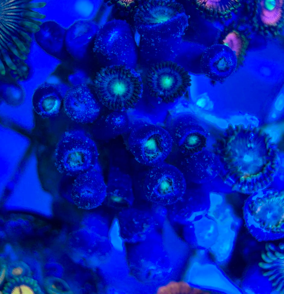 Aquacultured Zoanthids/Playthoa AZP050507 WYSIWYG