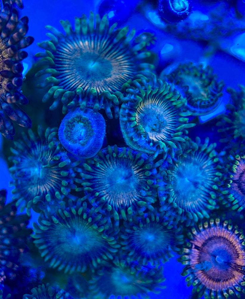 Aquacultured Zoanthids/Playthoa AZP050508 WYSIWYG