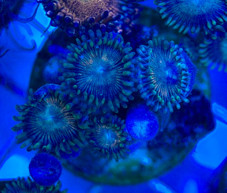 Aquacultured Zoanthids/Playthoa AZP050509 WYSIWYG
