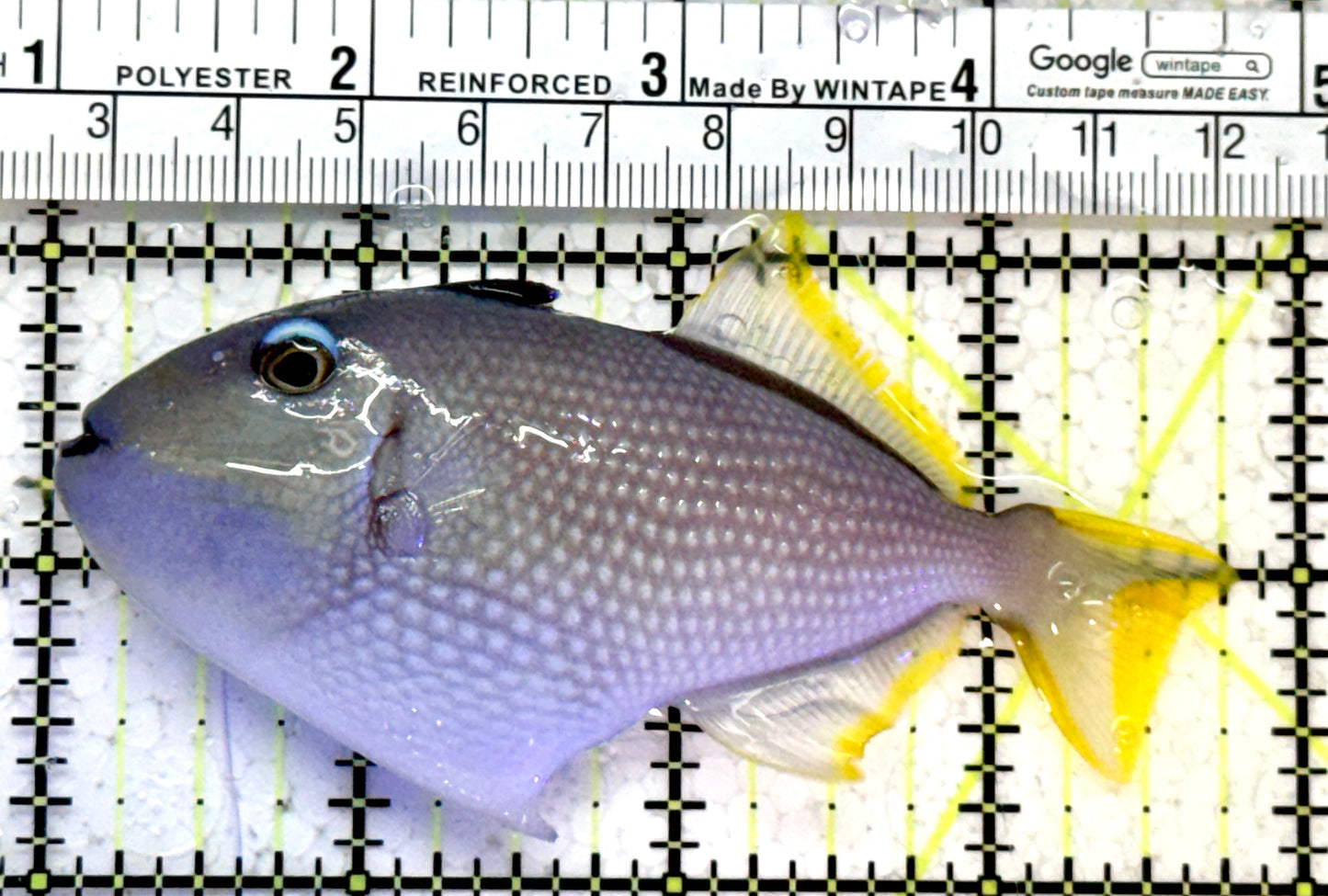 Male Blue Throat Triggerfish (Reefsafe) MBTT121401 WYSIWYG Size: M 3.75"