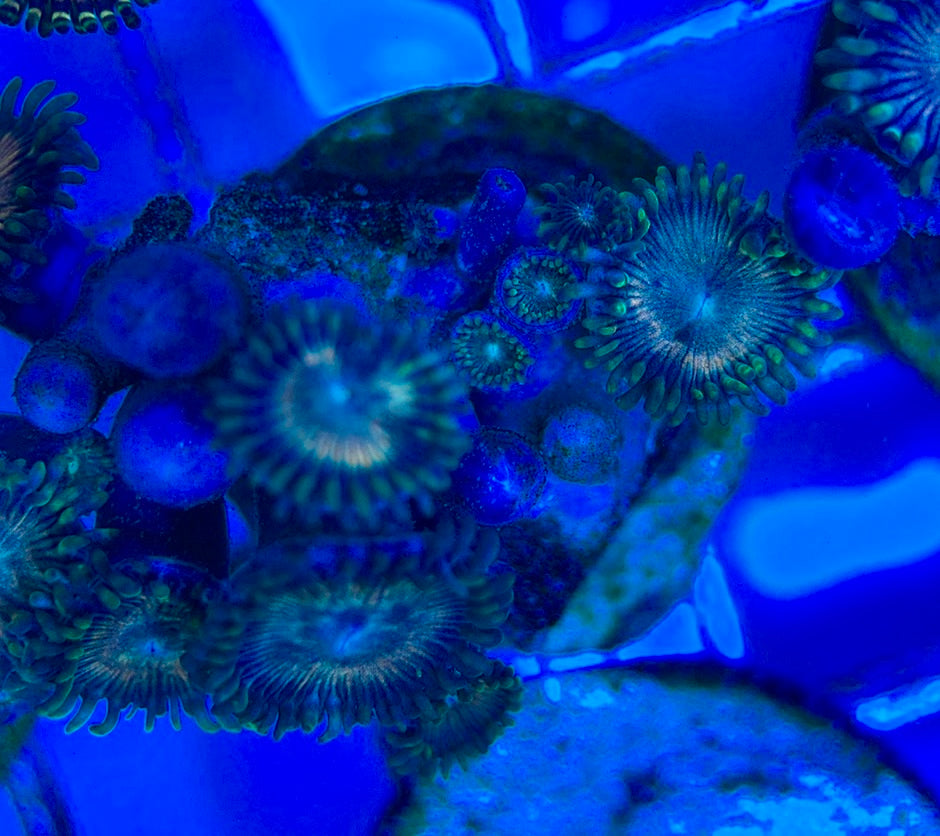 Aquacultured Zoanthids/Playthoa AZP050510 WYSIWYG