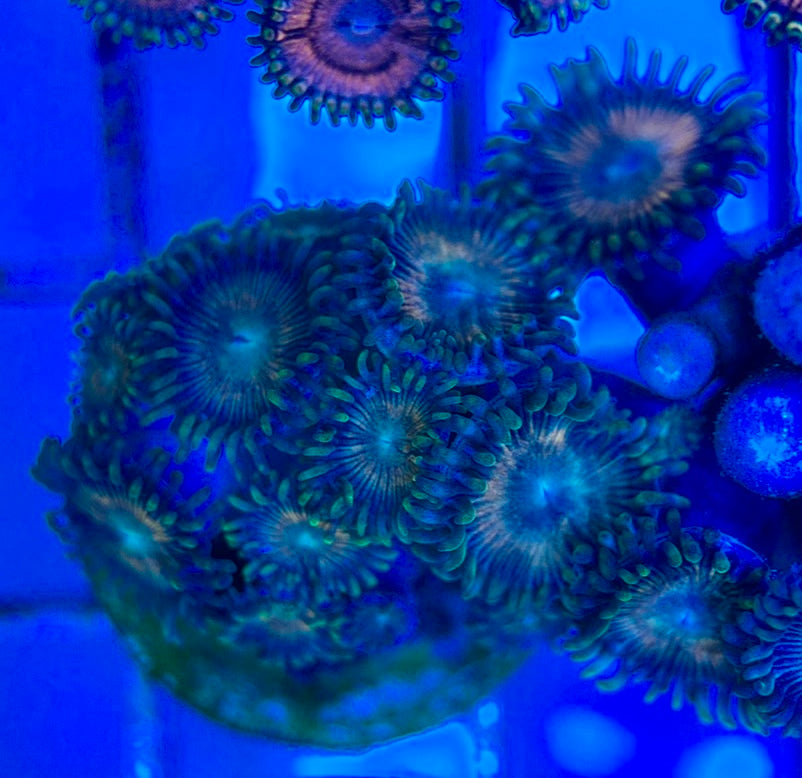 Aquacultured Zoanthids/Playthoa AZP050511 WYSIWYG