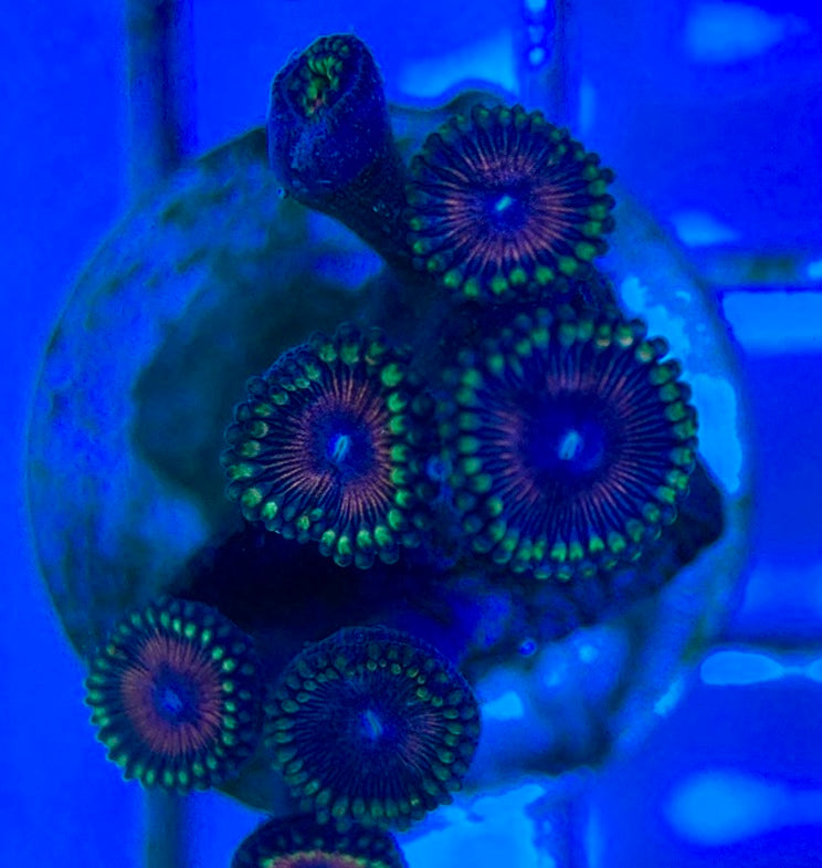 Aquacultured Zoanthids/Playthoa AZP050512 WYSIWYG
