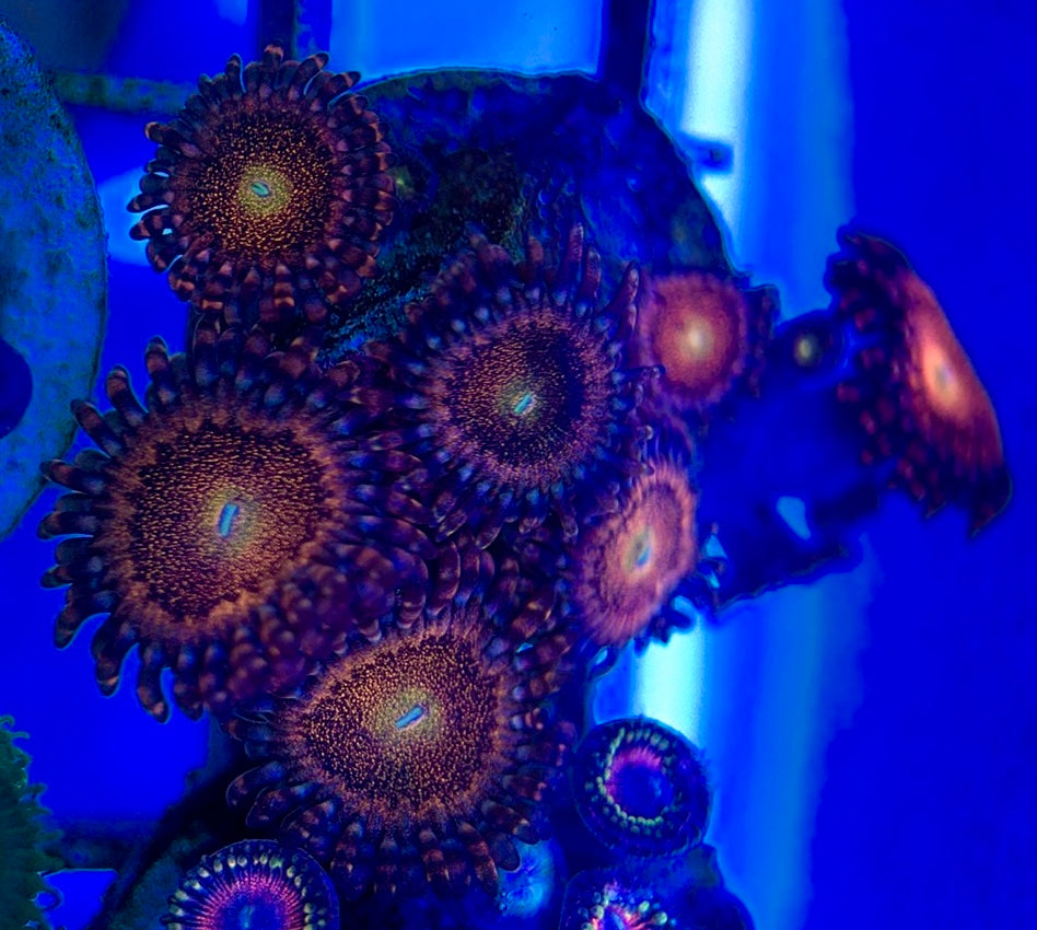 Aquacultured Zoanthids/Playthoa AZP050501 WYSIWYG