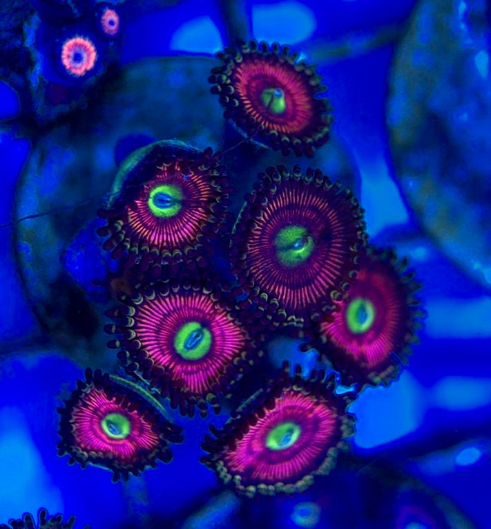 Aquacultured Zoanthids/Playthoa AZP050502 WYSIWYG