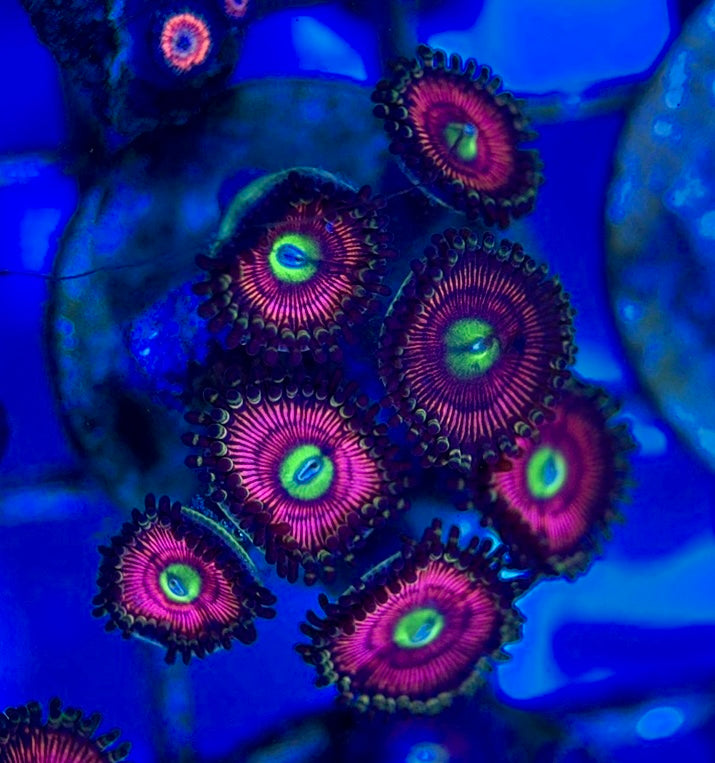Aquacultured Zoanthids/Playthoa AZP050502 WYSIWYG