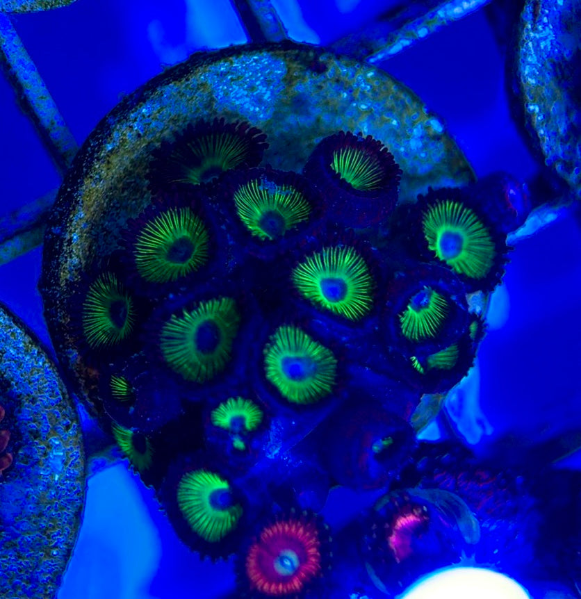 Aquacultured Zoanthids/Playthoa AZP050503 WYSIWYG