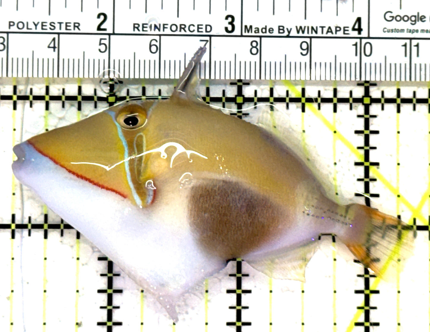 Bursa Triggerfish BT121501 WYSIWYG Size: ML 3.25" approx