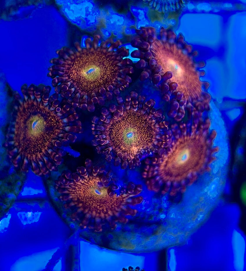Aquacultured Zoanthids/Playthoa AZP050504 WYSIWYG