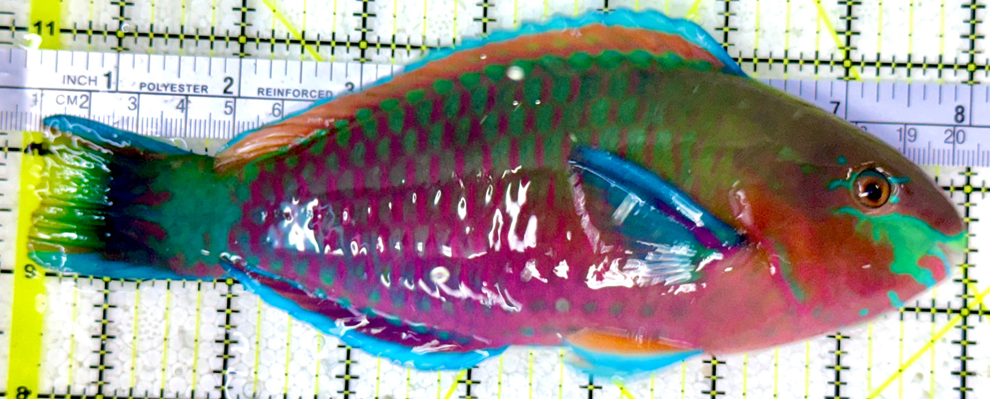 Princess Parrotfish PP011801 WYSIYWG Size: XXL 7.5"