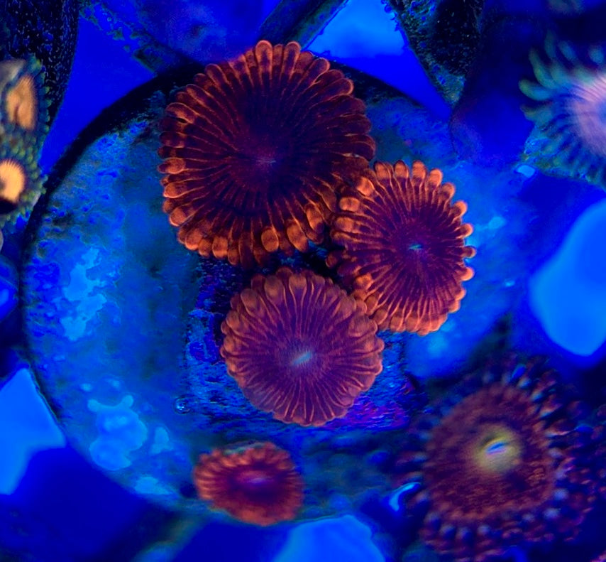 Aquacultured Zoanthids/Playthoa AZP050505 WYSIWYG