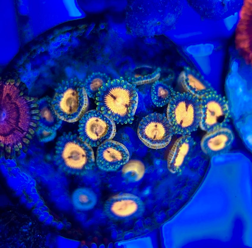 Aquacultured Zoanthids/Playthoa AZP050506 WYSIWYG