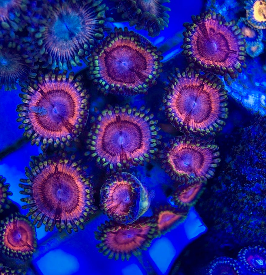 Aquacultured Zoanthids/Playthoa AZP050507 WYSIWYG