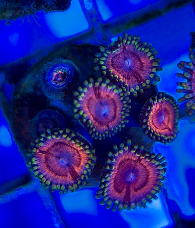 Aquacultured Zoanthids/Playthoa AZP050508 WYSIWYG