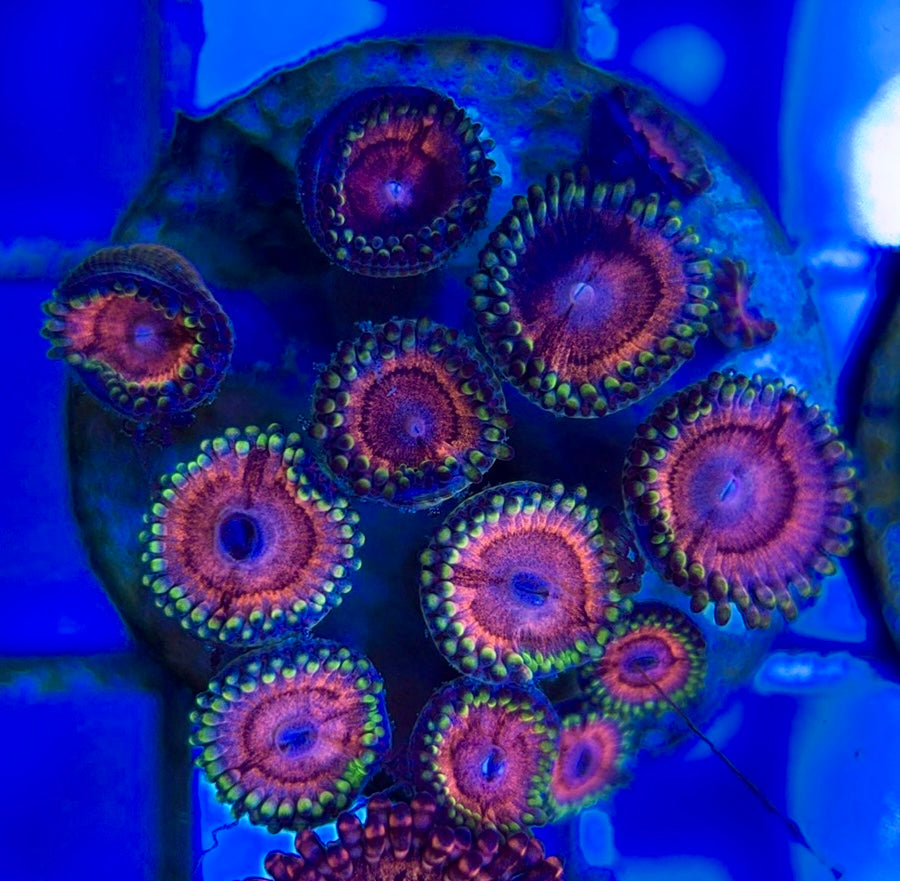 Aquacultured Zoanthids/Playthoa AZP050510 WYSIWYG