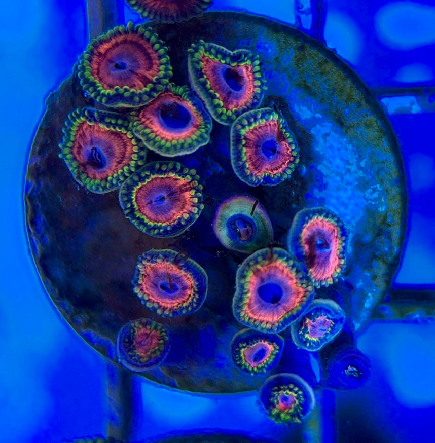 Aquacultured Zoanthids/Playthoa AZP050511 WYSIWYG
