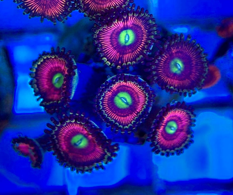Aquacultured Zoanthids/Playthoa AZP050512 WYSIWYG